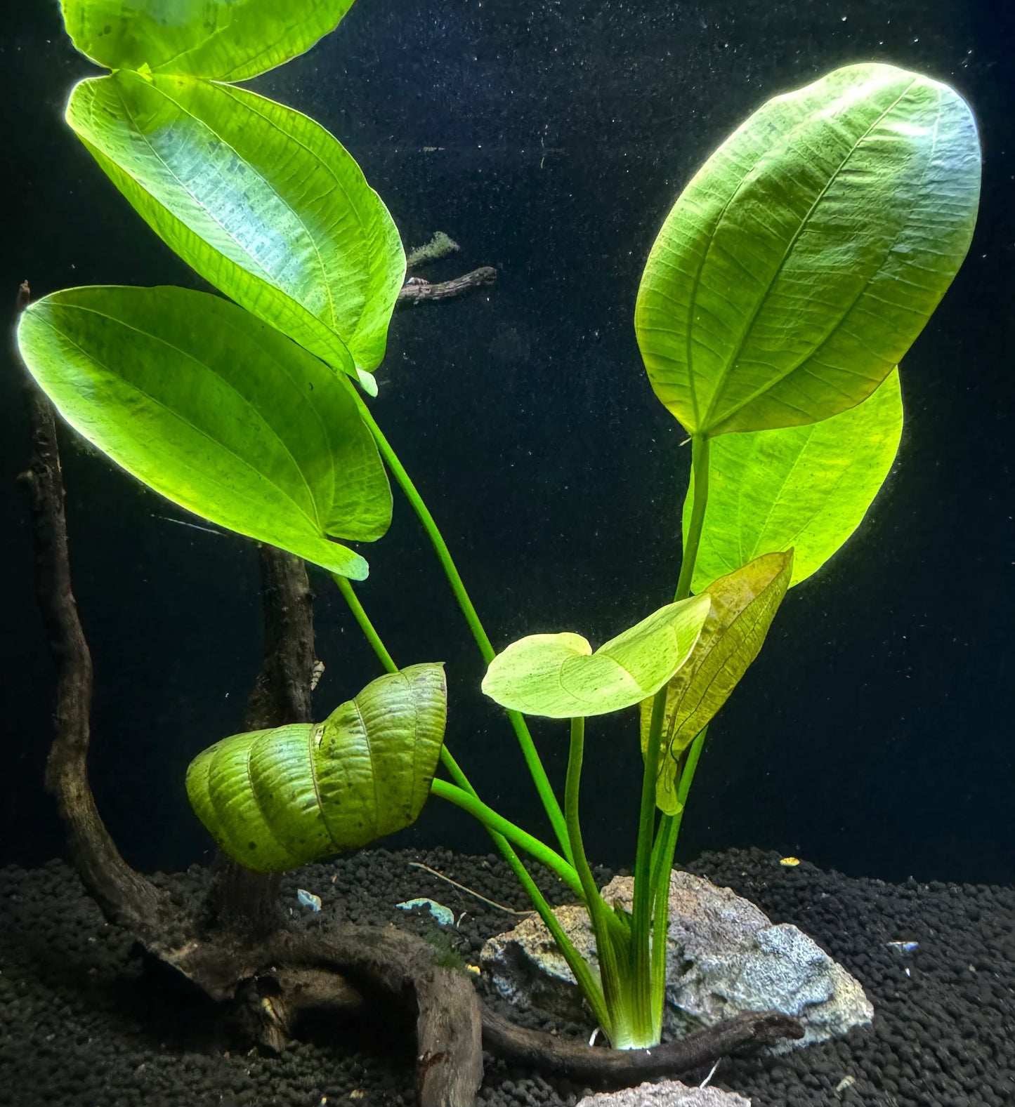 Echinodorus Horizontalis Variegated