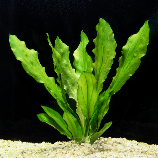 Echinodorus Major Martii Ruffle Sword