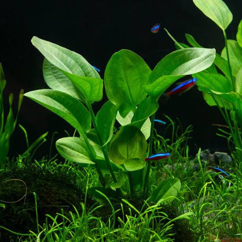 Echinodorus Cordifolius