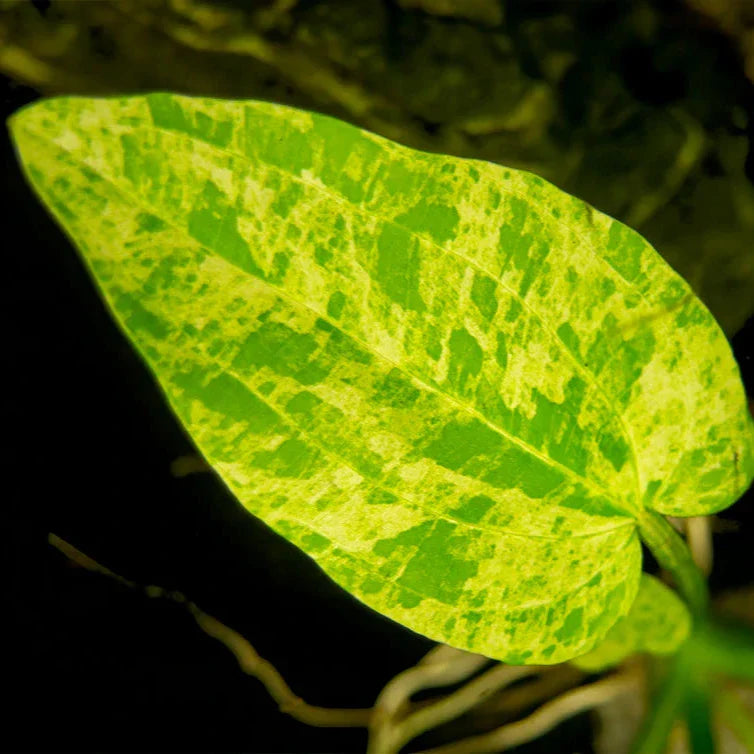 Echinodorus Marble Queen