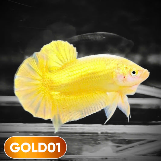 Super Gold Plakat Male Betta Fish | You Pick Fish | Show Grade