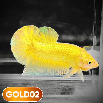 Super Gold Plakat Male Betta Fish | You Pick Fish | Show Grade