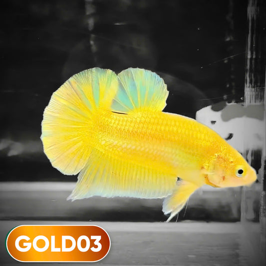 Super Gold Plakat Male Betta Fish | You Pick Fish | Show Grade