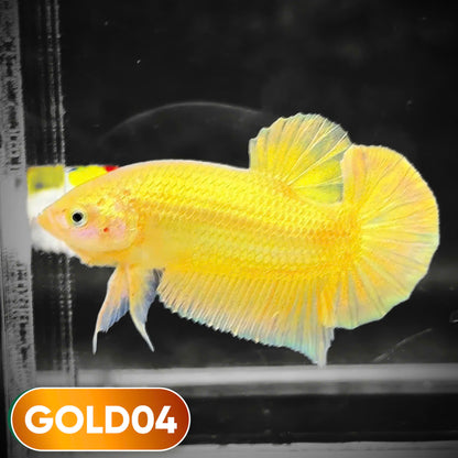 Super Gold Plakat Male Betta Fish | You Pick Fish | Show Grade
