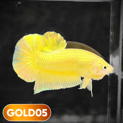 Super Gold Plakat Male Betta Fish | You Pick Fish | Show Grade