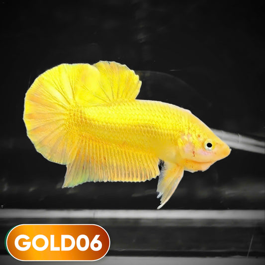Super Gold Plakat Male Betta Fish | You Pick Fish | Show Grade