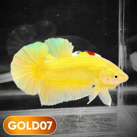 Super Gold Plakat Male Betta Fish | You Pick Fish | Show Grade