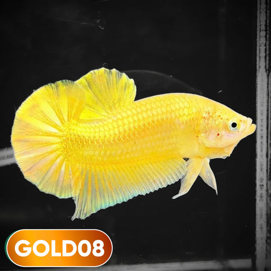 Super Gold Plakat Male Betta Fish | You Pick Fish | Show Grade