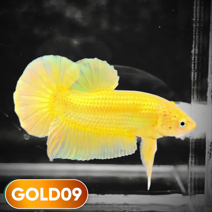 Super Gold Plakat Male Betta Fish | You Pick Fish | Show Grade
