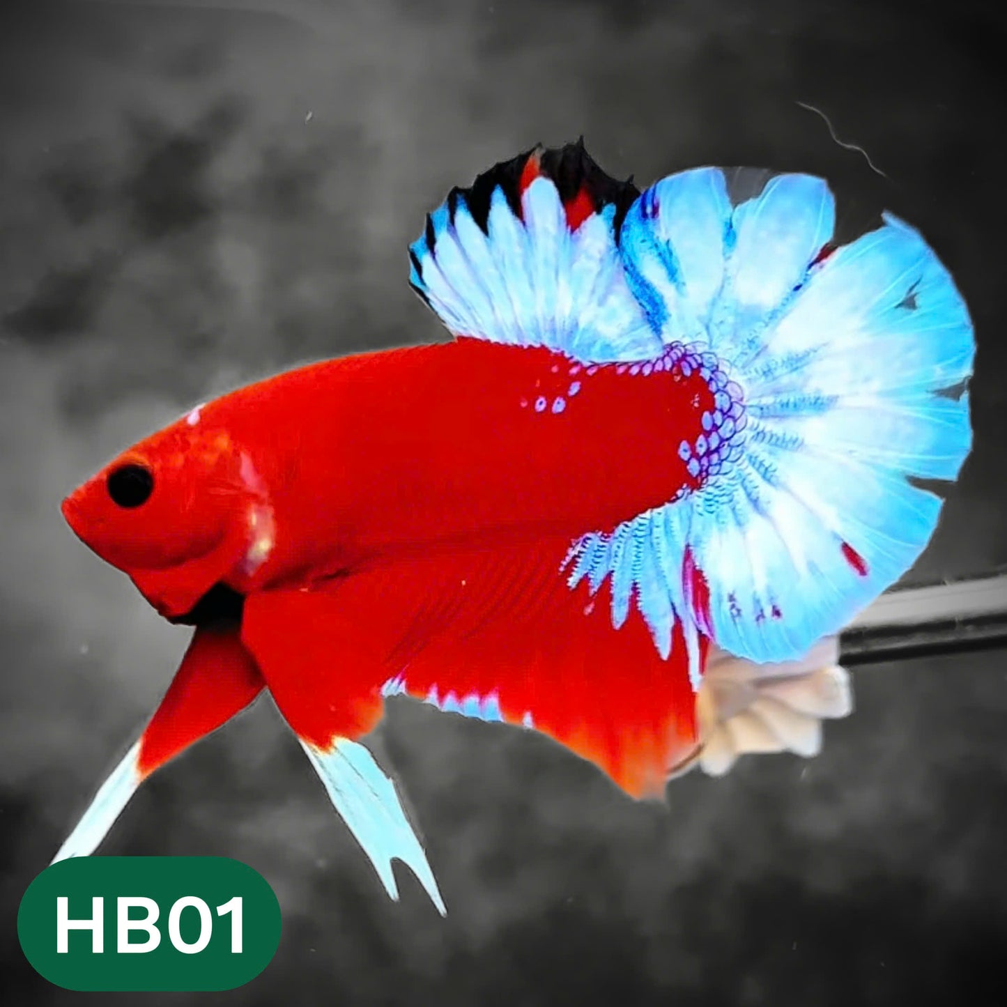 Hellboy Plakat Male Betta Fish | Order Directly From Farm | You Pick Fish