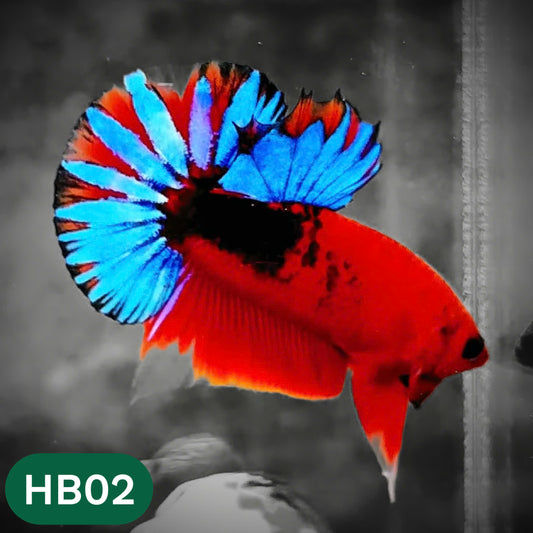 Hellboy Plakat Male Betta Fish | Order Directly From Farm | You Pick Fish