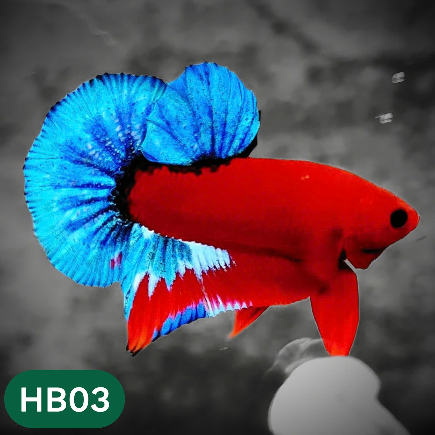 Hellboy Plakat Male Betta Fish | Order Directly From Farm | You Pick Fish