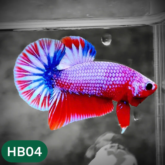 Hellboy Plakat Male Betta Fish | Order Directly From Farm | You Pick Fish