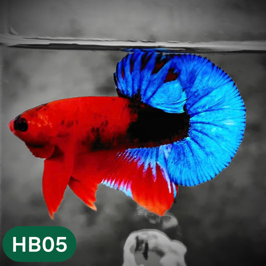 Hellboy Plakat Male Betta Fish | Order Directly From Farm | You Pick Fish