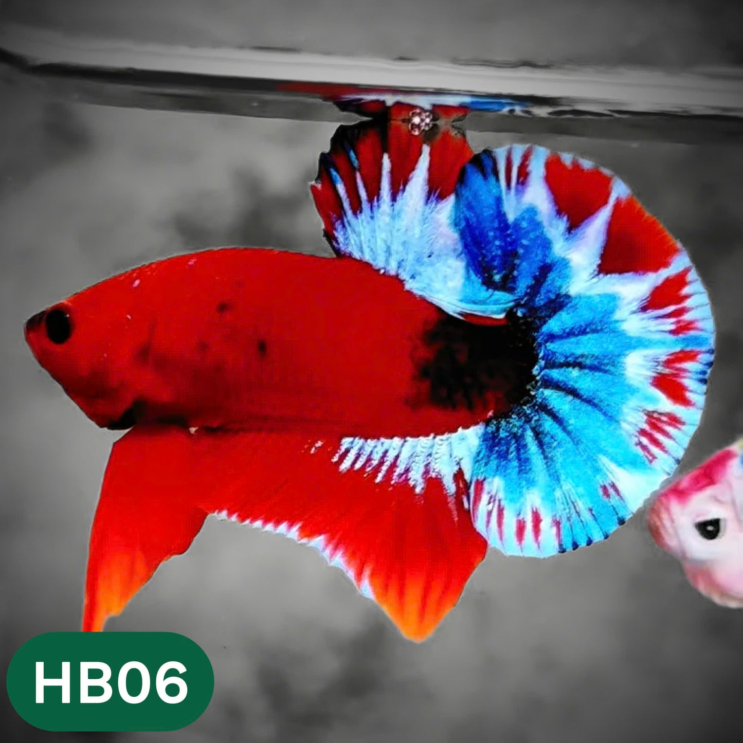 Hellboy Plakat Male Betta Fish | Order Directly From Farm | You Pick Fish