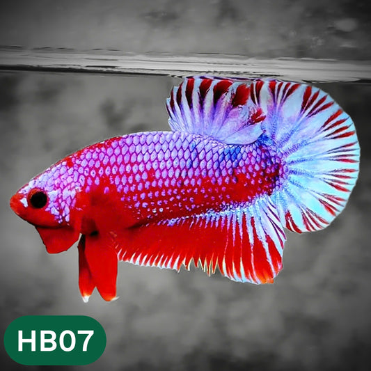 Hellboy Plakat Male Betta Fish | Order Directly From Farm | You Pick Fish