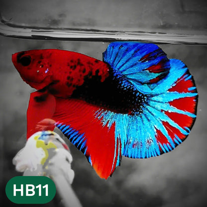 Hellboy Plakat Male Betta Fish | Order Directly From Farm | You Pick Fish