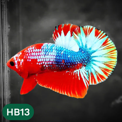 Hellboy Plakat Male Betta Fish | Order Directly From Farm | You Pick Fish