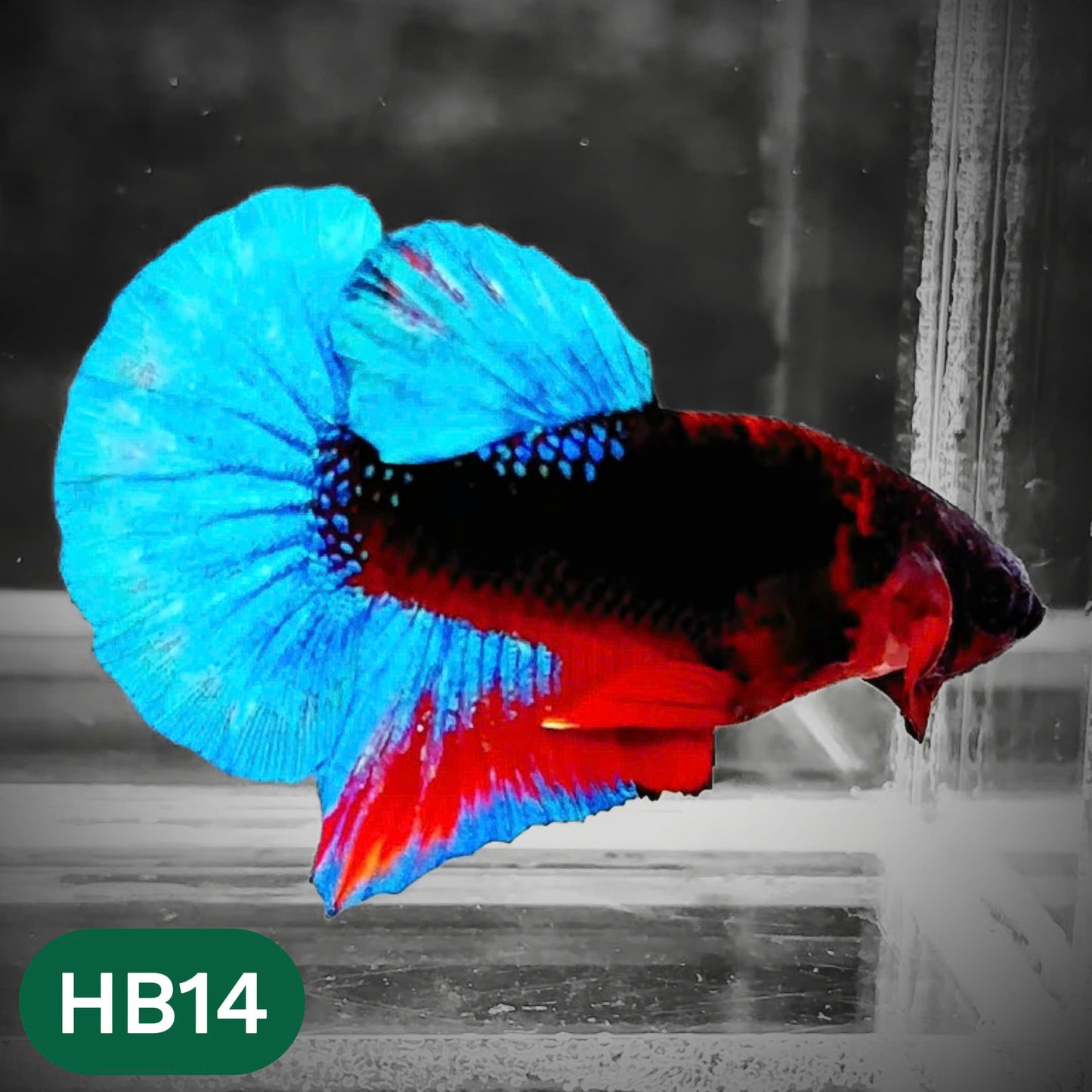 Hellboy Plakat Male Betta Fish | Order Directly From Farm | You Pick Fish