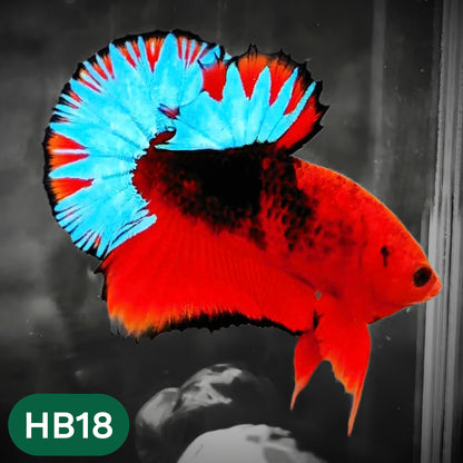 Hellboy Plakat Male Betta Fish | Order Directly From Farm | You Pick Fish