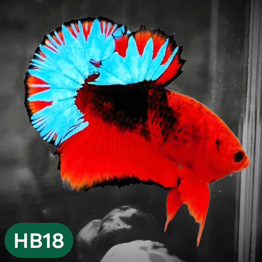 Hellboy Plakat Male Betta Fish | Order Directly From Farm | You Pick Fish