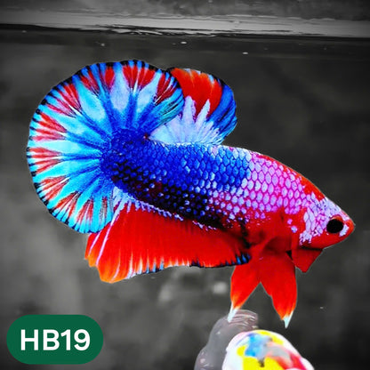 Hellboy Plakat Male Betta Fish | Order Directly From Farm | You Pick Fish