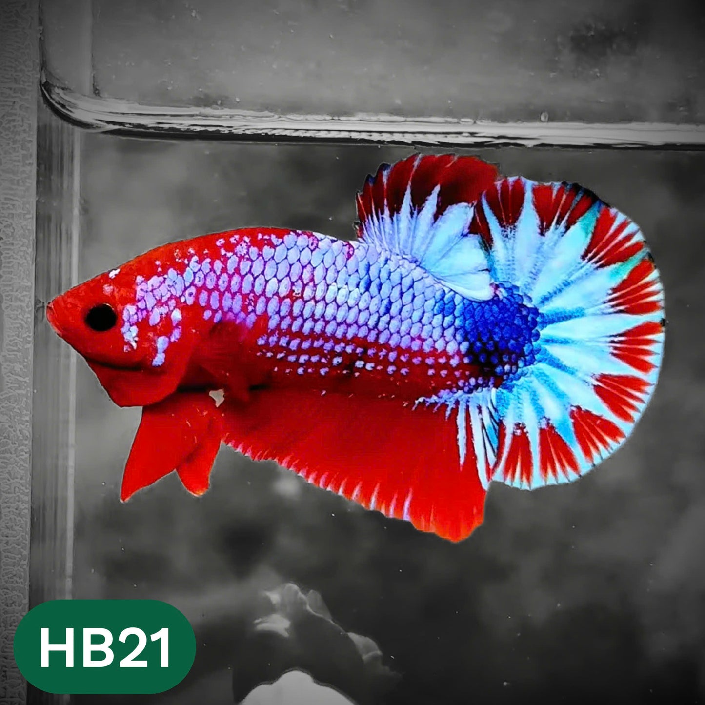 Hellboy Plakat Male Betta Fish | Order Directly From Farm | You Pick Fish