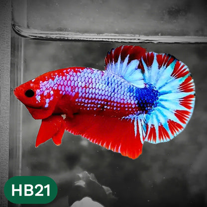 Hellboy Plakat Male Betta Fish | Order Directly From Farm | You Pick Fish