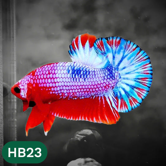 Hellboy Plakat Male Betta Fish | Order Directly From Farm | You Pick Fish