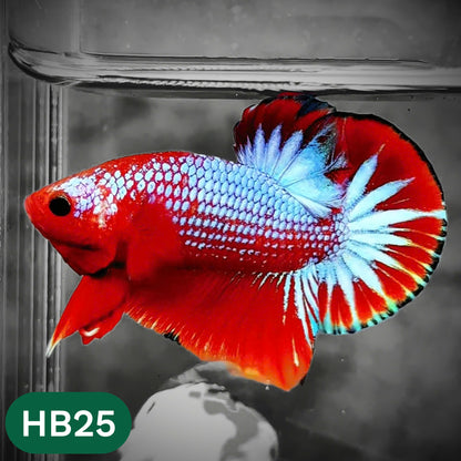 Hellboy Plakat Male Betta Fish | Order Directly From Farm | You Pick Fish