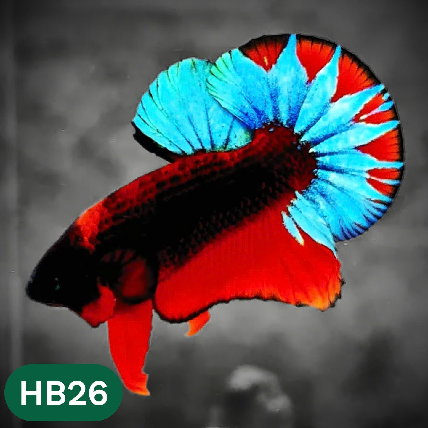 Hellboy Plakat Male Betta Fish | Order Directly From Farm | You Pick Fish