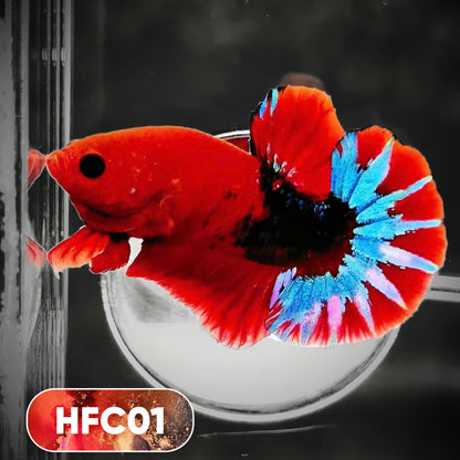 Hellboy Plakat Male Betta Fish | Order Directly From Farm | You Pick Fish