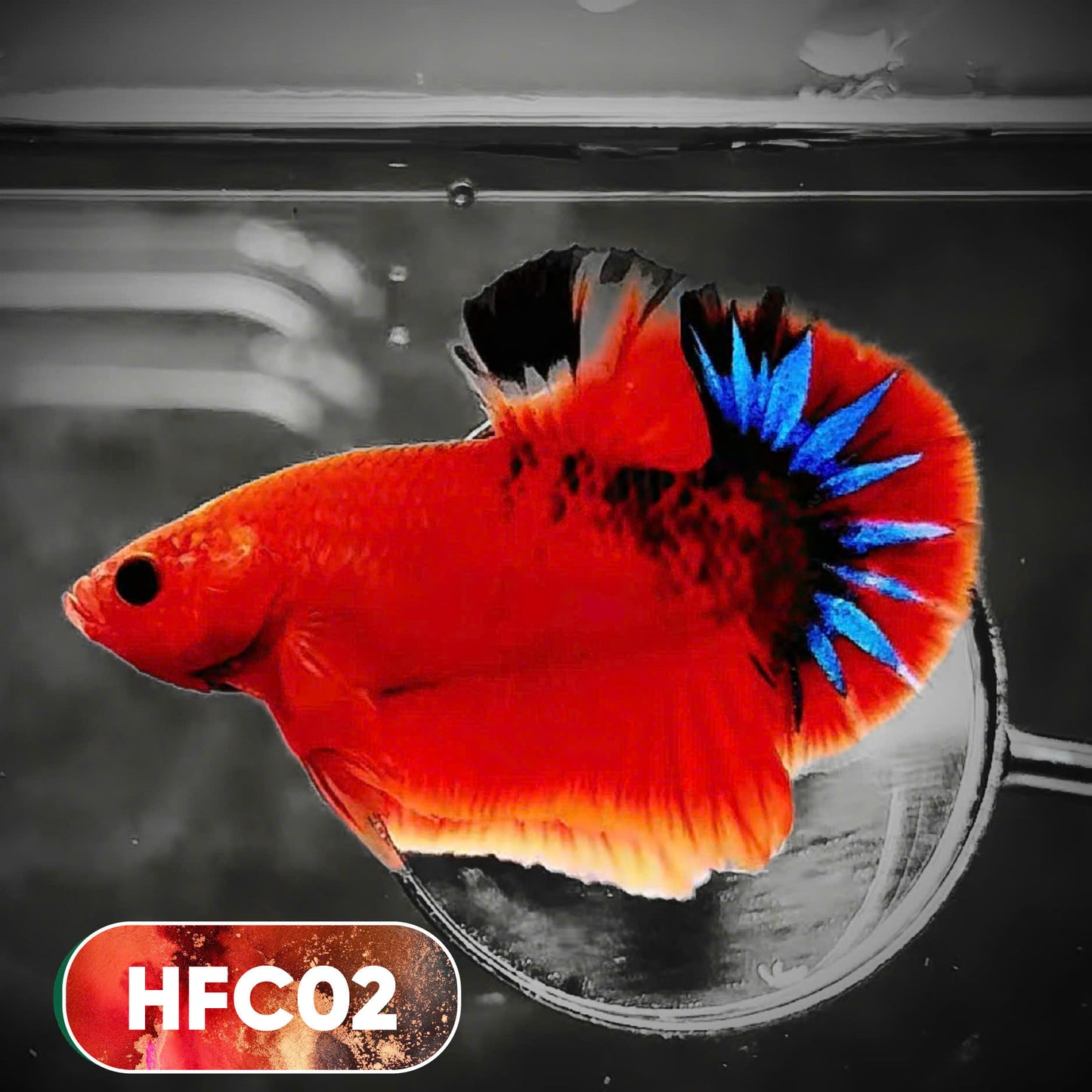 Hellboy Plakat Male Betta Fish | Order Directly From Farm | You Pick Fish