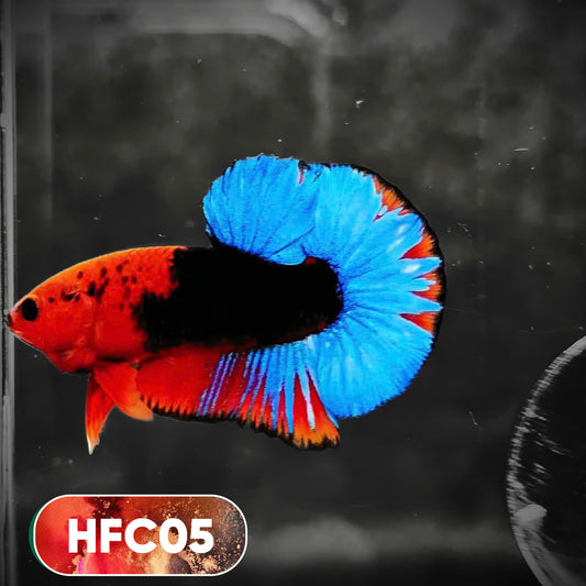 Hellboy Plakat Male Betta Fish | Order Directly From Farm | You Pick Fish