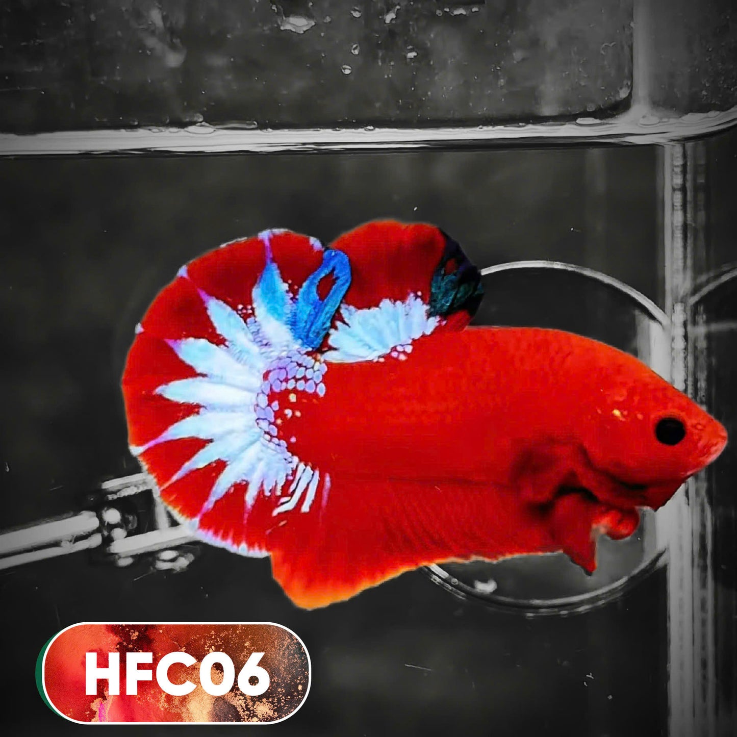Hellboy Plakat Male Betta Fish | Order Directly From Farm | You Pick Fish