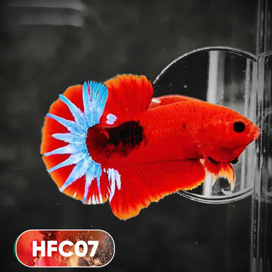 Hellboy Plakat Male Betta Fish | Order Directly From Farm | You Pick Fish