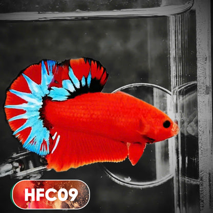 Hellboy Plakat Male Betta Fish | Order Directly From Farm | You Pick Fish