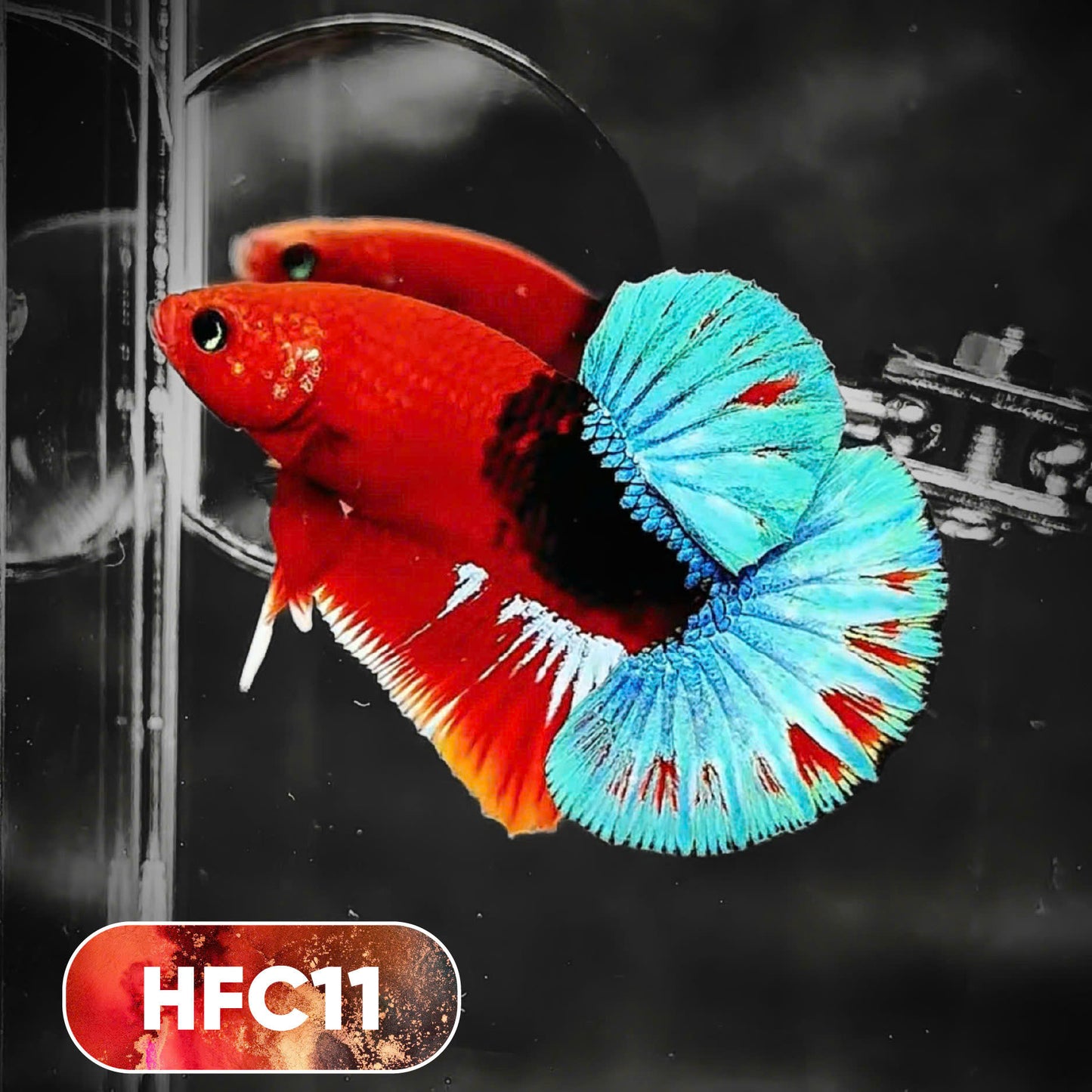 Hellboy Plakat Male Betta Fish | Order Directly From Farm | You Pick Fish