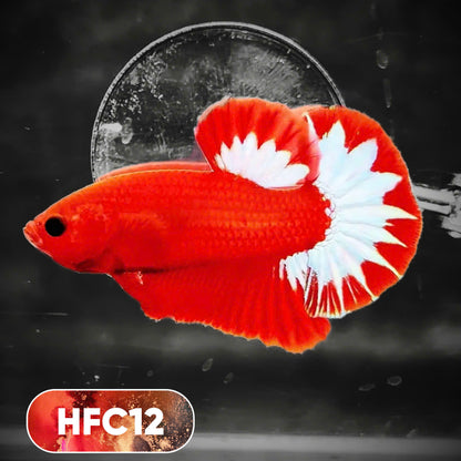 Hellboy Plakat Male Betta Fish | Order Directly From Farm | You Pick Fish