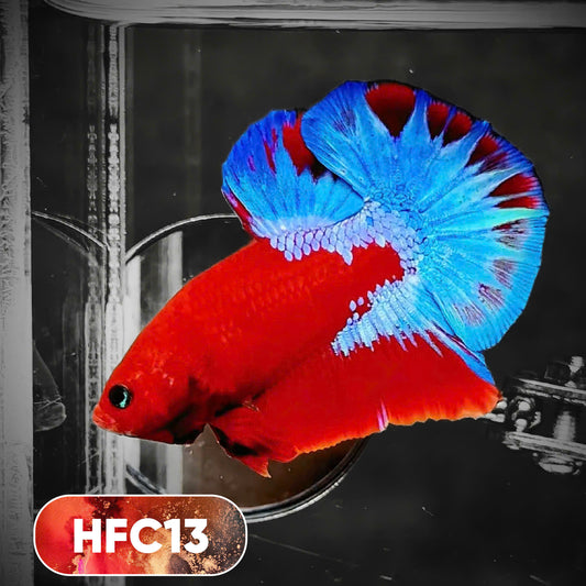 Hellboy Plakat Male Betta Fish | Order Directly From Farm | You Pick Fish
