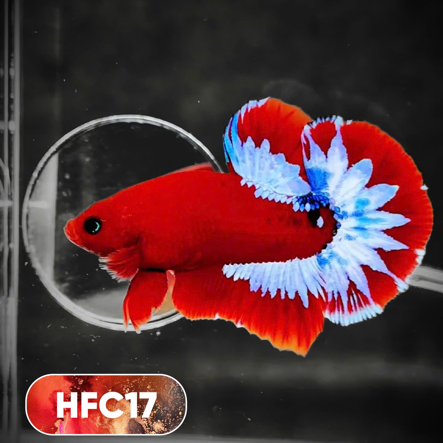 Hellboy Plakat Male Betta Fish | Order Directly From Farm | You Pick Fish