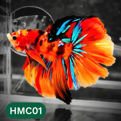 Multicolor Halfmoon Male Betta Fish | High Grade | Order Directly From Farm |  You Pick Fish |