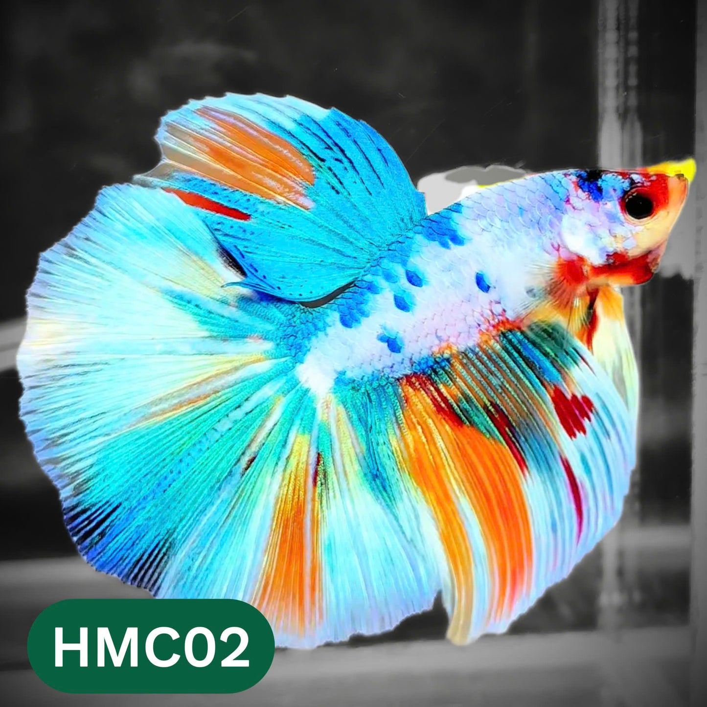 Multicolor Halfmoon Male Betta Fish | High Grade | Order Directly From Farm |  You Pick Fish |