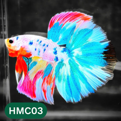Multicolor Halfmoon Male Betta Fish | High Grade | Order Directly From Farm |  You Pick Fish |