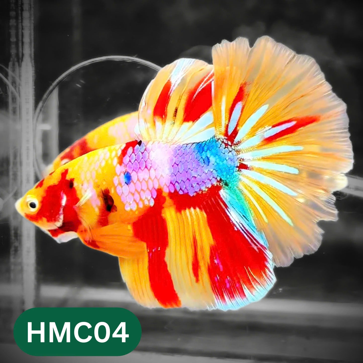 Multicolor Halfmoon Male Betta Fish | High Grade | Order Directly From Farm |  You Pick Fish |
