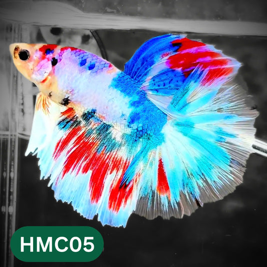 Multicolor Halfmoon Male Betta Fish | High Grade | Order Directly From Farm |  You Pick Fish |