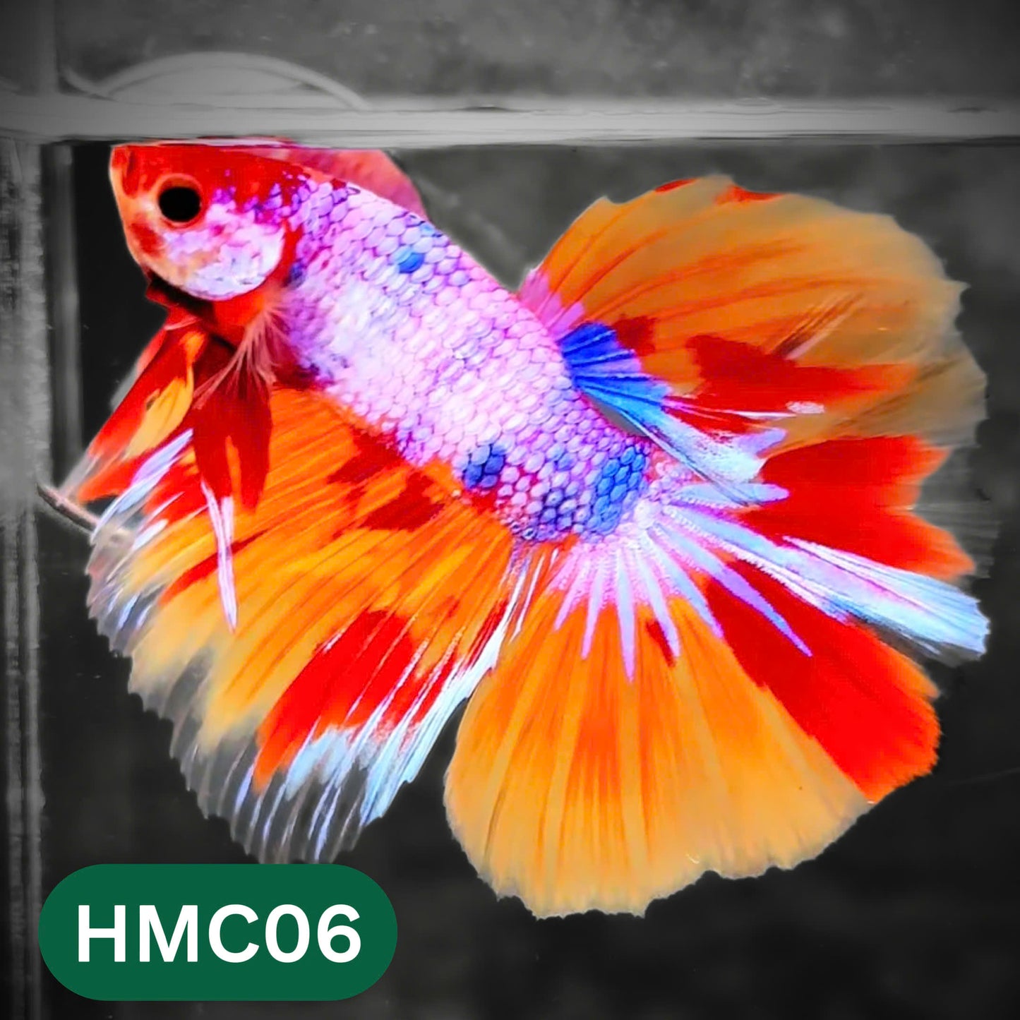 Multicolor Halfmoon Male Betta Fish | High Grade | Order Directly From Farm |  You Pick Fish |
