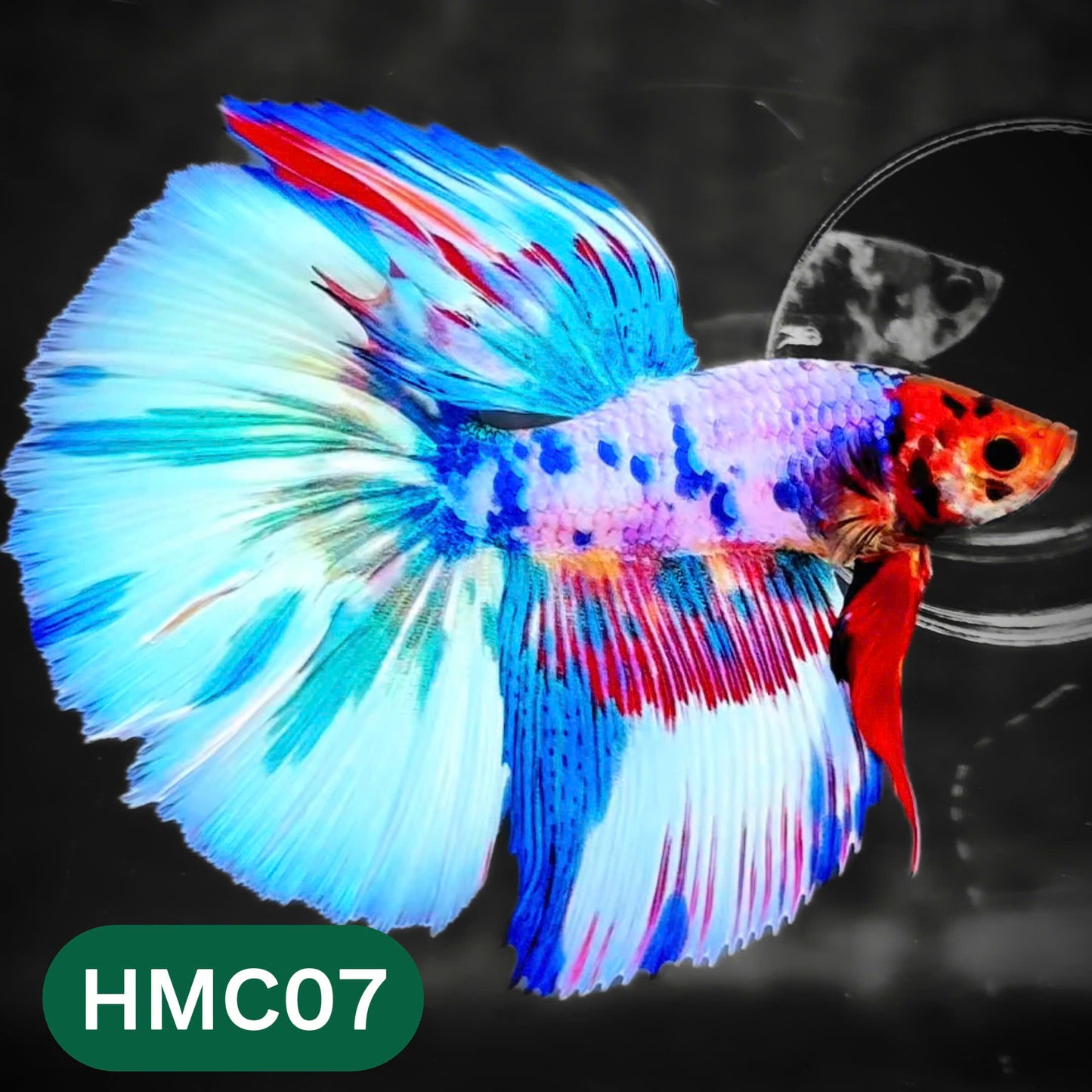 Multicolor Halfmoon Male Betta Fish | High Grade | Order Directly From Farm |  You Pick Fish |