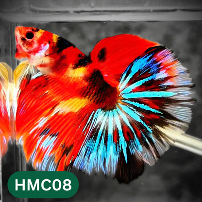 Multicolor Halfmoon Male Betta Fish | High Grade | Order Directly From Farm |  You Pick Fish |