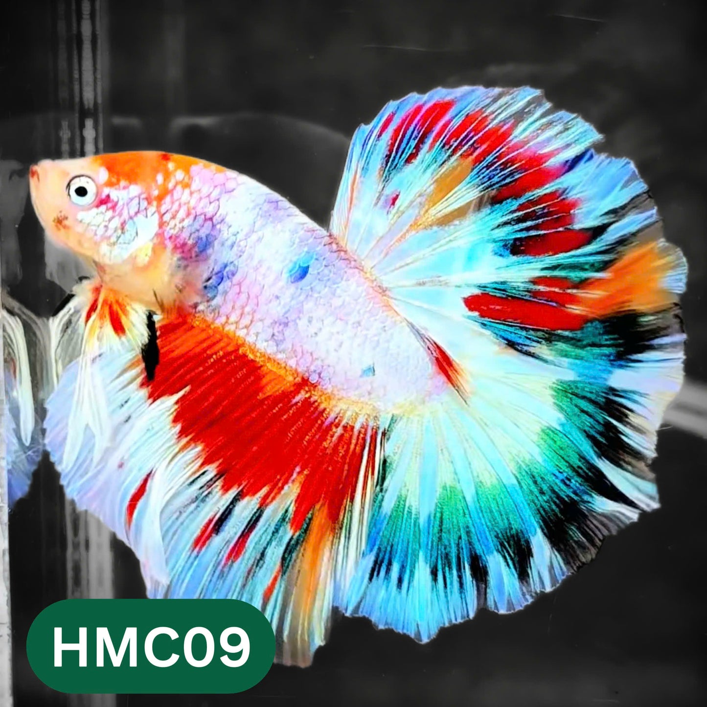 Multicolor Halfmoon Male Betta Fish | High Grade | Order Directly From Farm |  You Pick Fish |